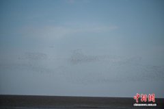 万鸟翔集丹东鸭绿江口 万鸟翔集丹东鸭绿江口